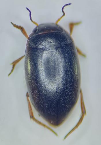 Hydroporus nigrita